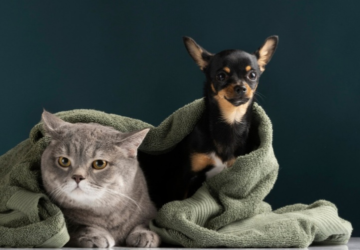 Россияне ежемесячно тратят на домашних животных 4,5 тыс. рублей